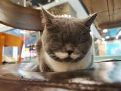 -猫小院猫主题餐厅(三里屯店)