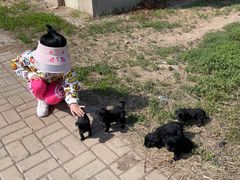 -万源龙顺度假庄园生态观光园