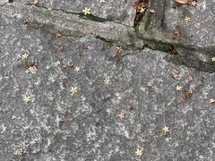 -广州白江湖森林公园