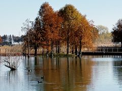 -贡湖湾湿地公园