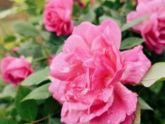 -邓记手擀面(桃花源店)