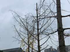 -三峡古玩城(泰古广场店)