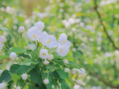 -海棠花溪(元大都城垣遗址公园)