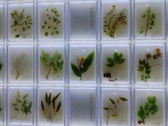 -广东中医药博物馆