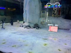 -芜湖新华联大白鲸海洋公园