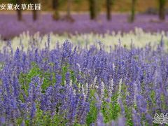 -曲江薰衣草庄园