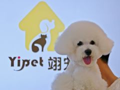 -翊宠yipet猫狗购宠庄园