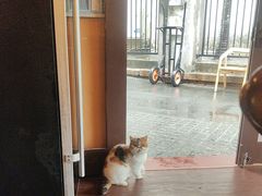 -猫岛主趣味餐厅(鼓浪屿店)