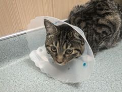 -瑞派·关忠动物医院·猫专科·犬专科(三环新城店)