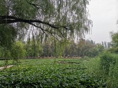 -青城公园