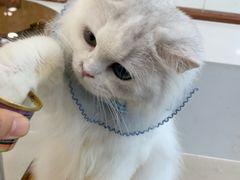 -共舞时光猫咖·狗咖(新街口店)