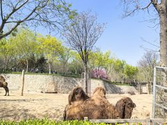 -石家庄市动物园