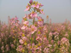 -中国天府农业博览园