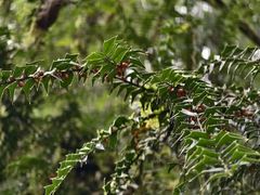 -西岭雪山大飞水景区