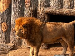 -大连森林动物园