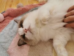 -momokira米努特·德文卷毛猫·棉花面纱犬