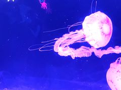 -珠海长隆海洋王国