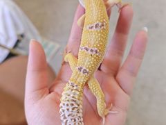 -吉丁鸟咖·异宠·寄养