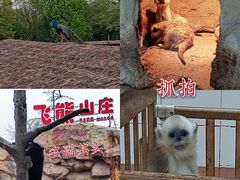 -上海野生动物园