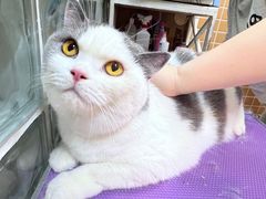 -70cat德文卷毛猫·缅因猫纯种猫舍