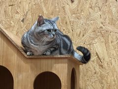 -和它·交个朋友·狗咖猫咖(爱琴海店)