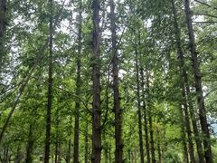 -国家植物园南园