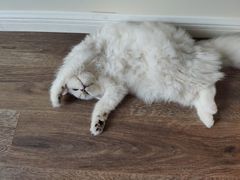 -青奢宠物·青奢猫舍