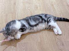 -1013 PET SHOP精品宠物商店(丁香店)
