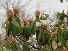 -牛背梁国家森林公园