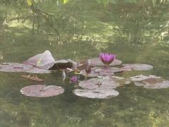 -云溪植物园