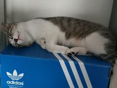 -伟伟宠物医院·瑞派猫友好医院·猫科(光谷店)