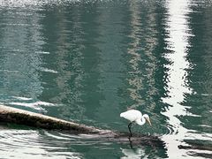 -五缘湾湿地公园