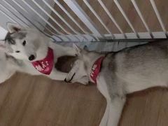 -Husky Go! 哈士奇体验馆·宠物咖啡厅狗咖