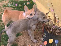 -趣玩宠物乐园寄养训犬训狗游泳池