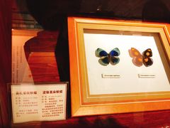 -上海昆虫博物馆