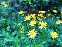 -合肥滨湖国家森林公园