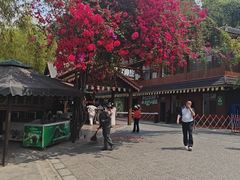 -野象谷景区