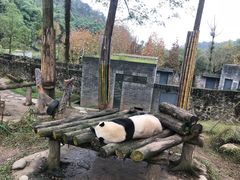 -都江堰中华大熊猫苑