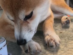 -柴犬高等学院·狗咖·柴犬售卖·宠物训练