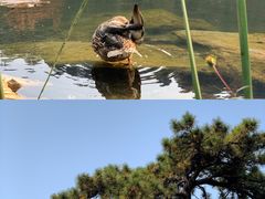 -香山公园