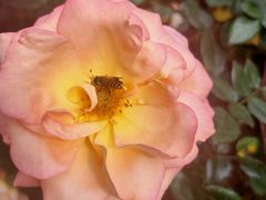 -人民公园(罗湖区)