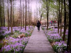 -溱湖国家湿地公园