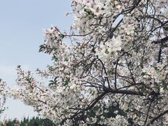 -嘉定紫藤园