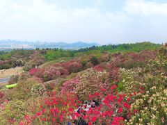 -贵州百里杜鹃风景名胜区