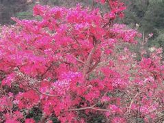 -木兰云雾山