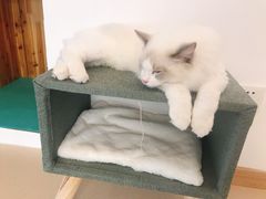 -猫在这儿猫咪咖啡馆·撸猫馆