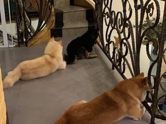 -喜柴咖啡·柴犬狗咖