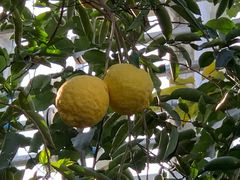 -北京植物园-展览温室