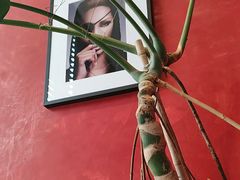 -安妮意大利餐厅(丽都店)