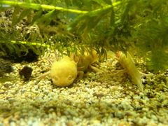 -上海大自然野生昆虫馆(东方明珠·爬宠昆虫探索中心)